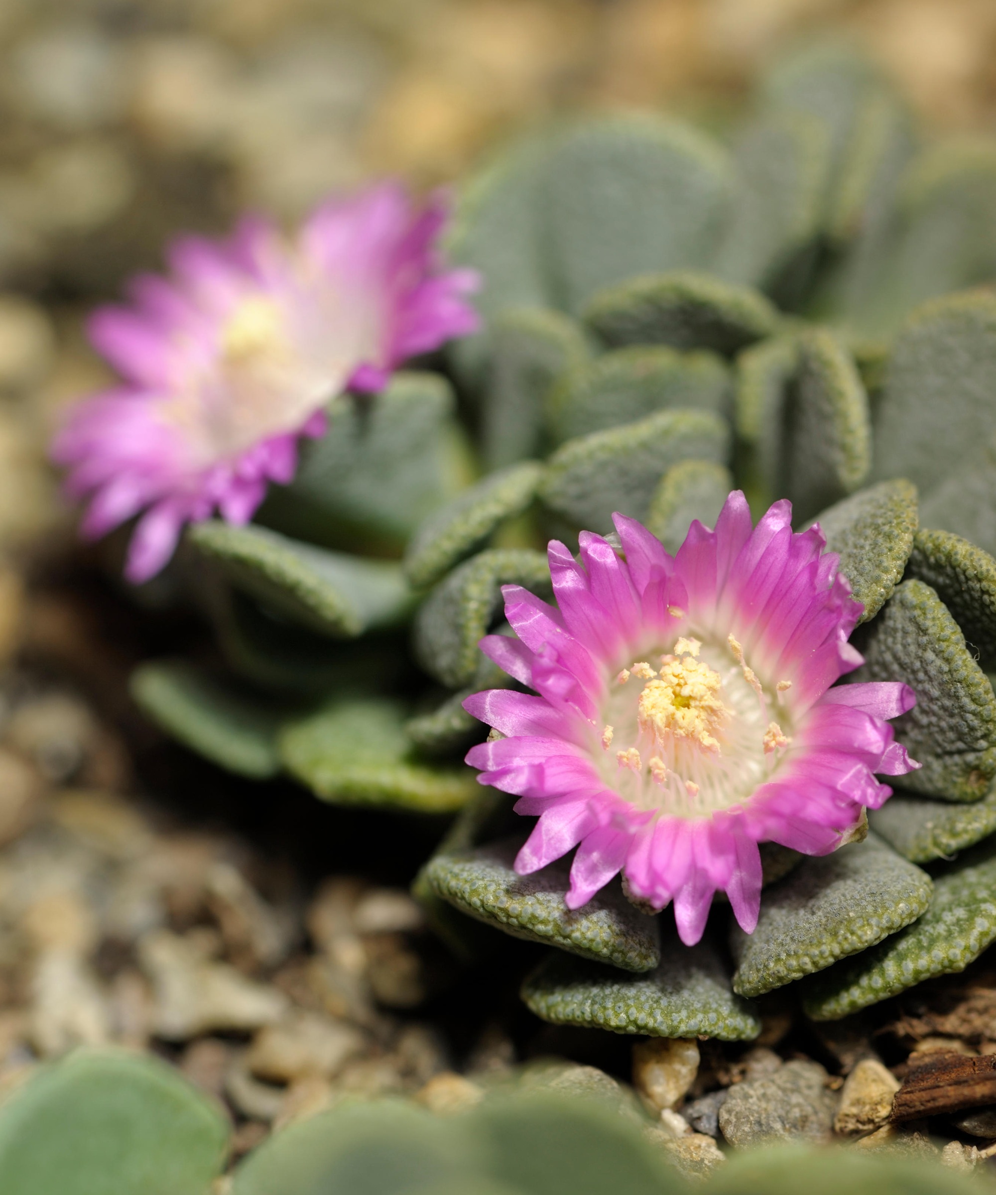 Hardy Living Stone, Aloinopsis spathulata