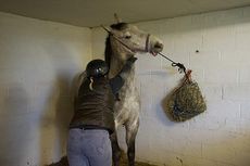 aggressive-horse1.jpg