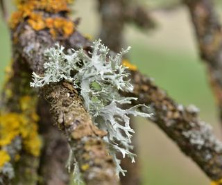 Lichen on branch