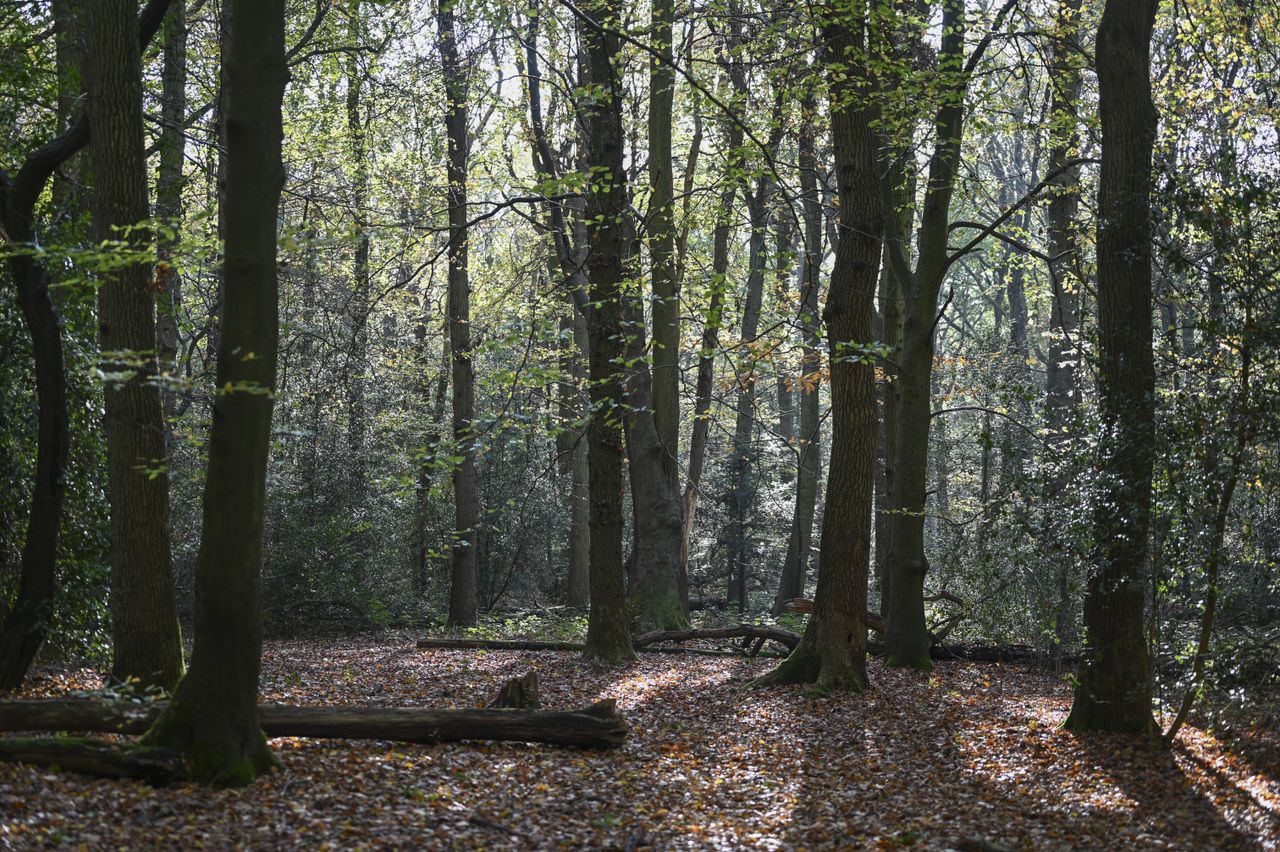 Nikon Z6 II
