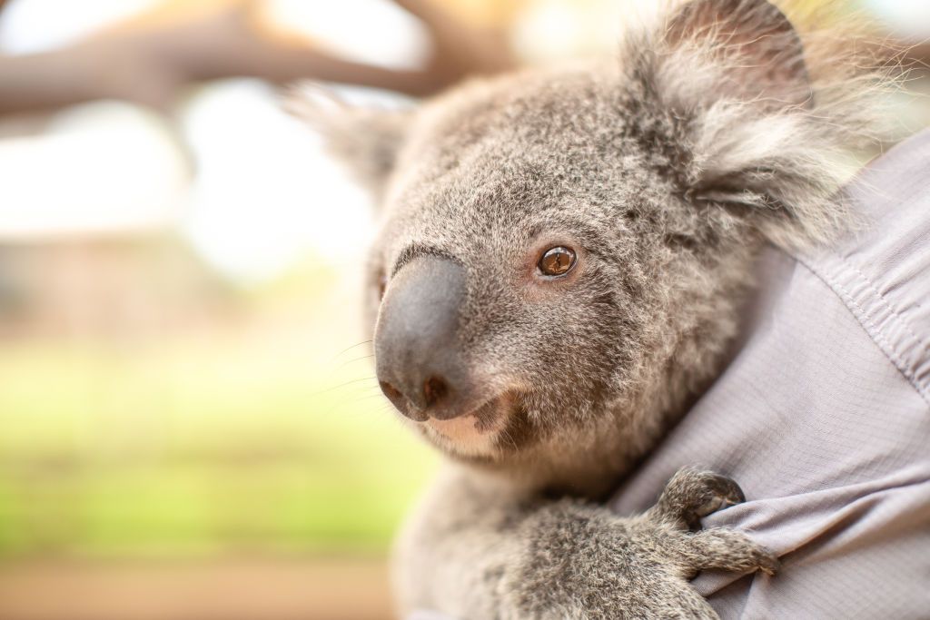 A koala.