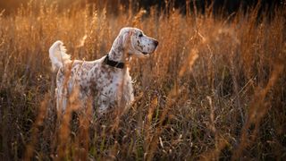 English Setter