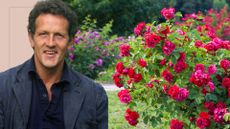 picture of Monty Don cut out and image of large rose bush in garden