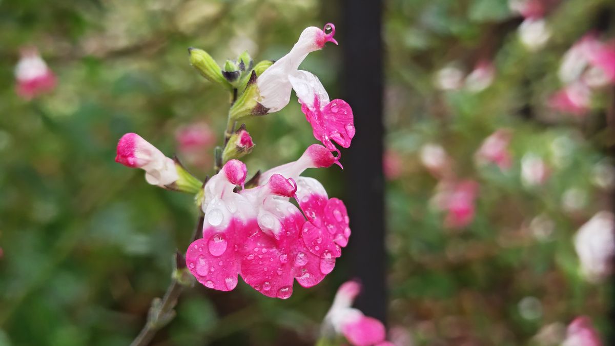Honor Magic 7 Pro sample images