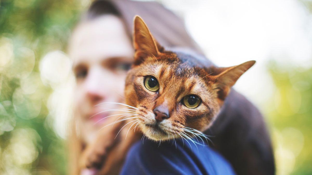 Abyssinian cat lying on woman&#039;s shoulders 