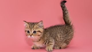 Small Munchkin cat on a pink background