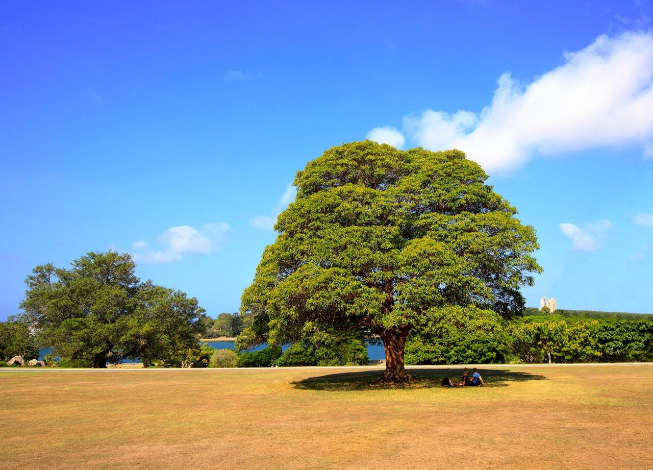 People Sitting Under The Shade Of A Large Tree