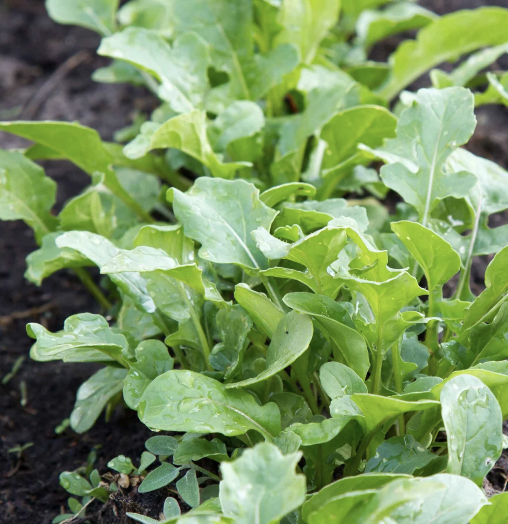 organic rocket plants growing in garden soil
