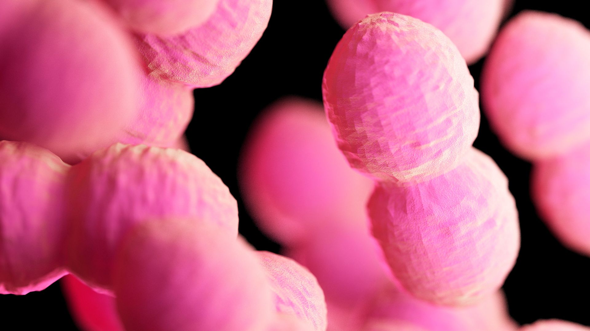 Abbildung von Enterokokken-Bakterien, die in leuchtendem Pink vor schwarzem Hintergrund dargestellt sind
