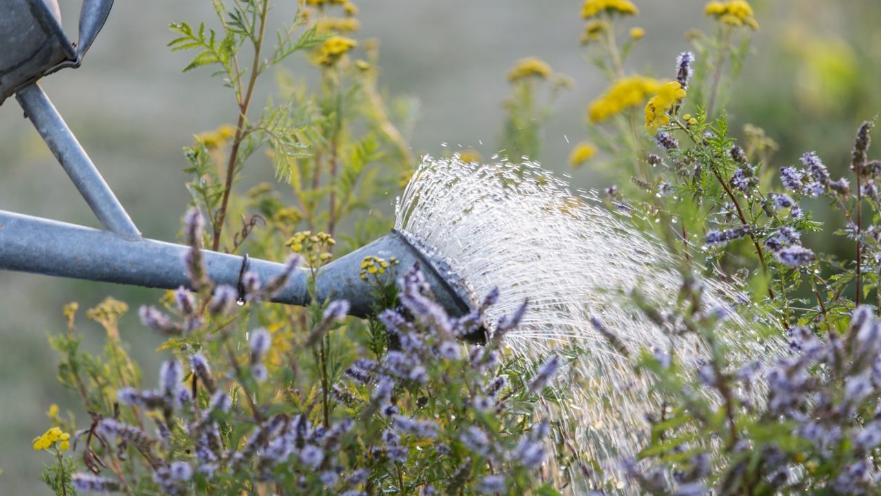 Watering plants with a can