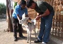 Indian_foal_being_treated.jpg