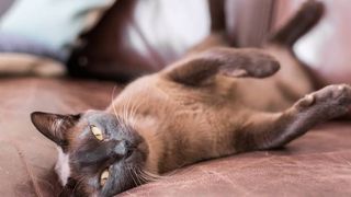 friendliest cat breeds: burmese cat