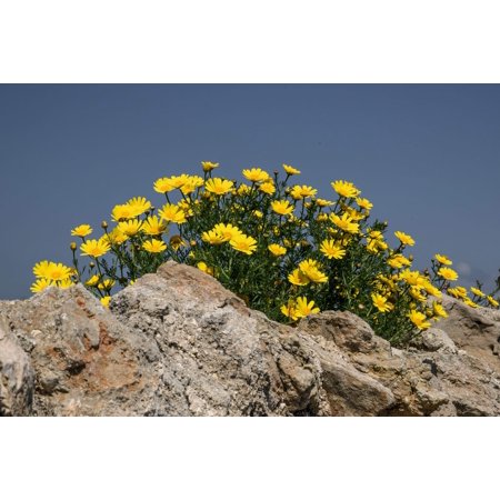 Seedville Yellow Chrysanthemum Flower Seeds (500 Pack), Attracts Bees