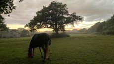 A horse eating in a field at sunset