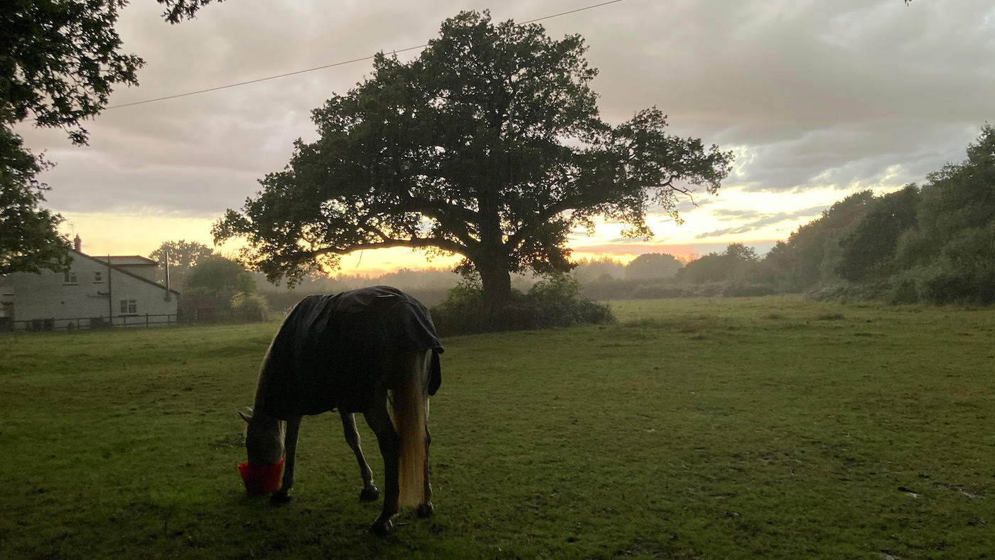A horse eating in a field at sunset