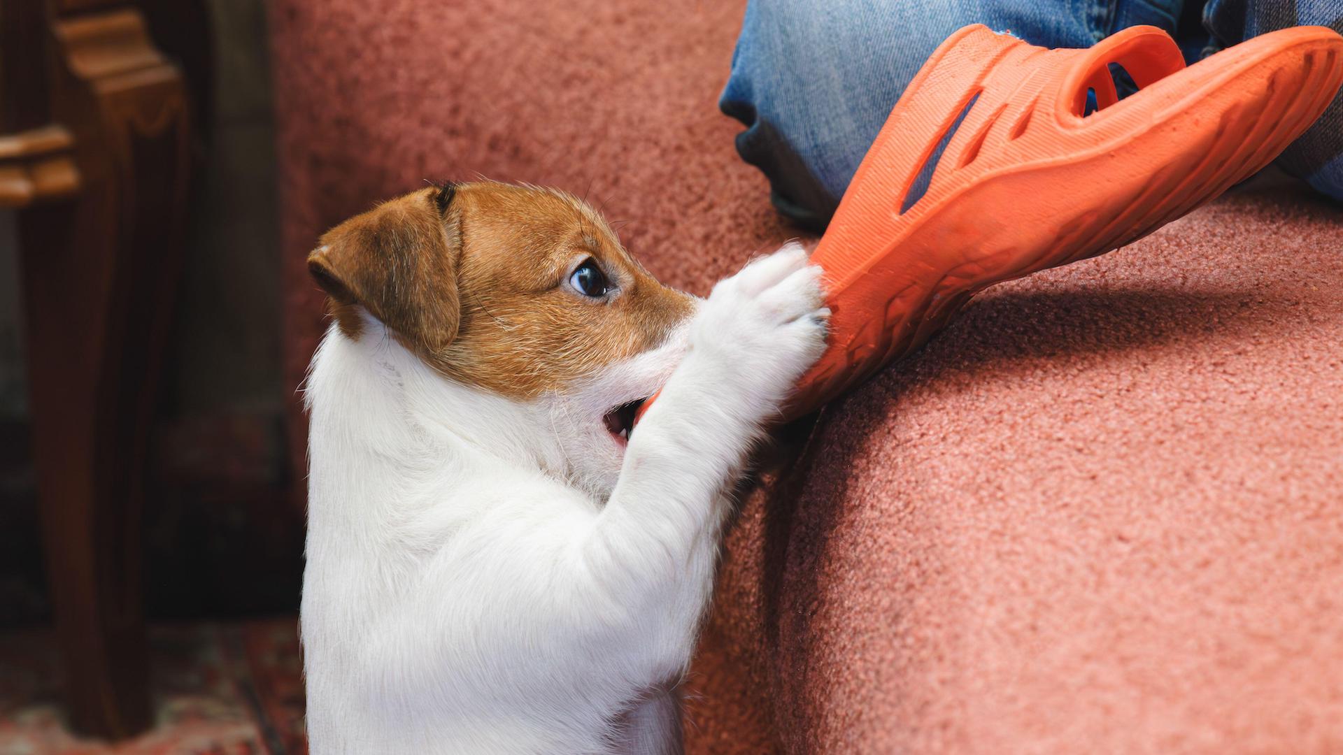 Puppy jumping up and stealing slider shoe