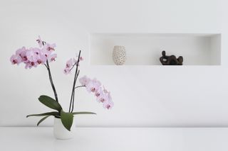 pink orchid in a white space