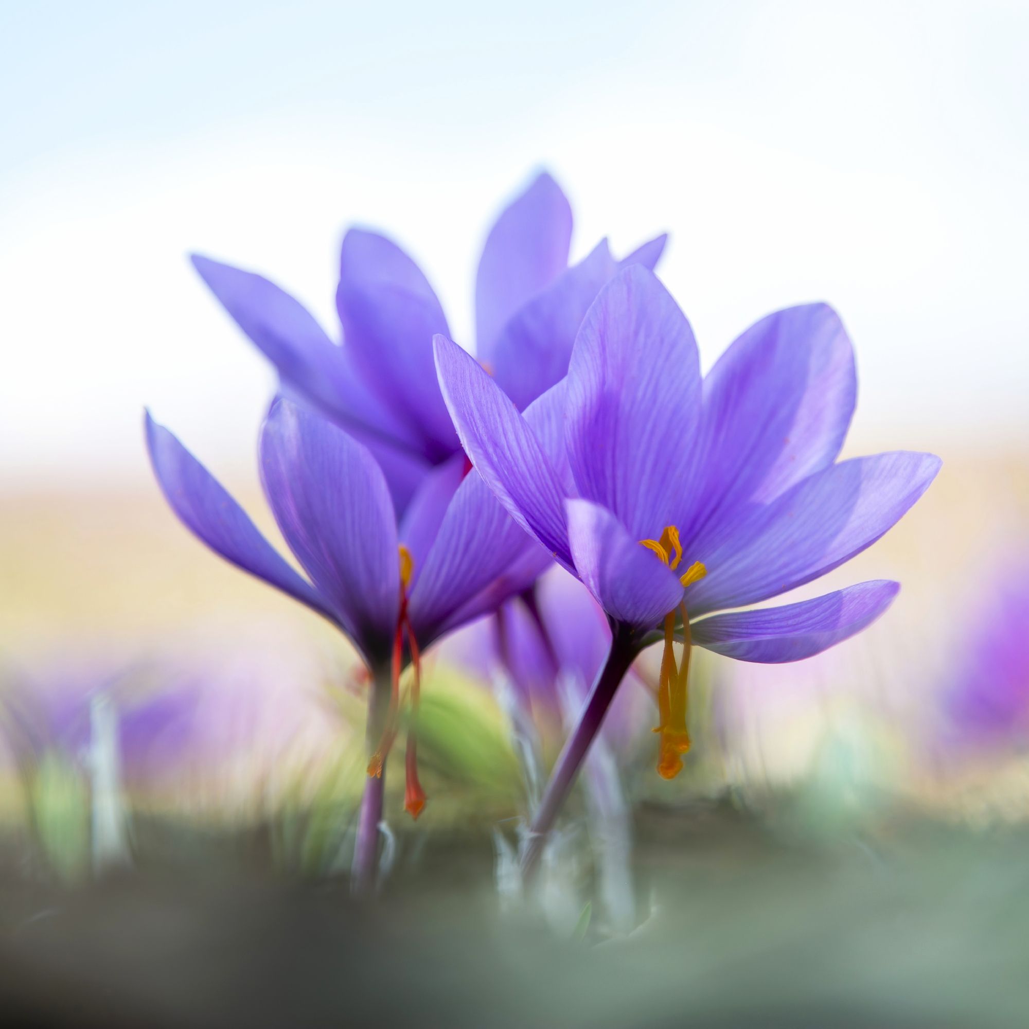 Saffron crocus flowers in lawn. Crocus sativus purple flowers on ground, close up view