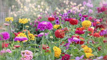 Zinnia