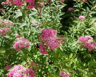 Spirea Magic Carpet in bloom