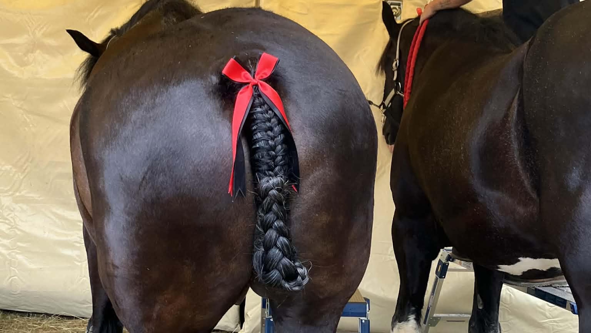 tail.jpg