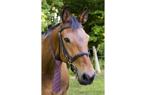 HORSE-COLOUR-IMAGE.jpg