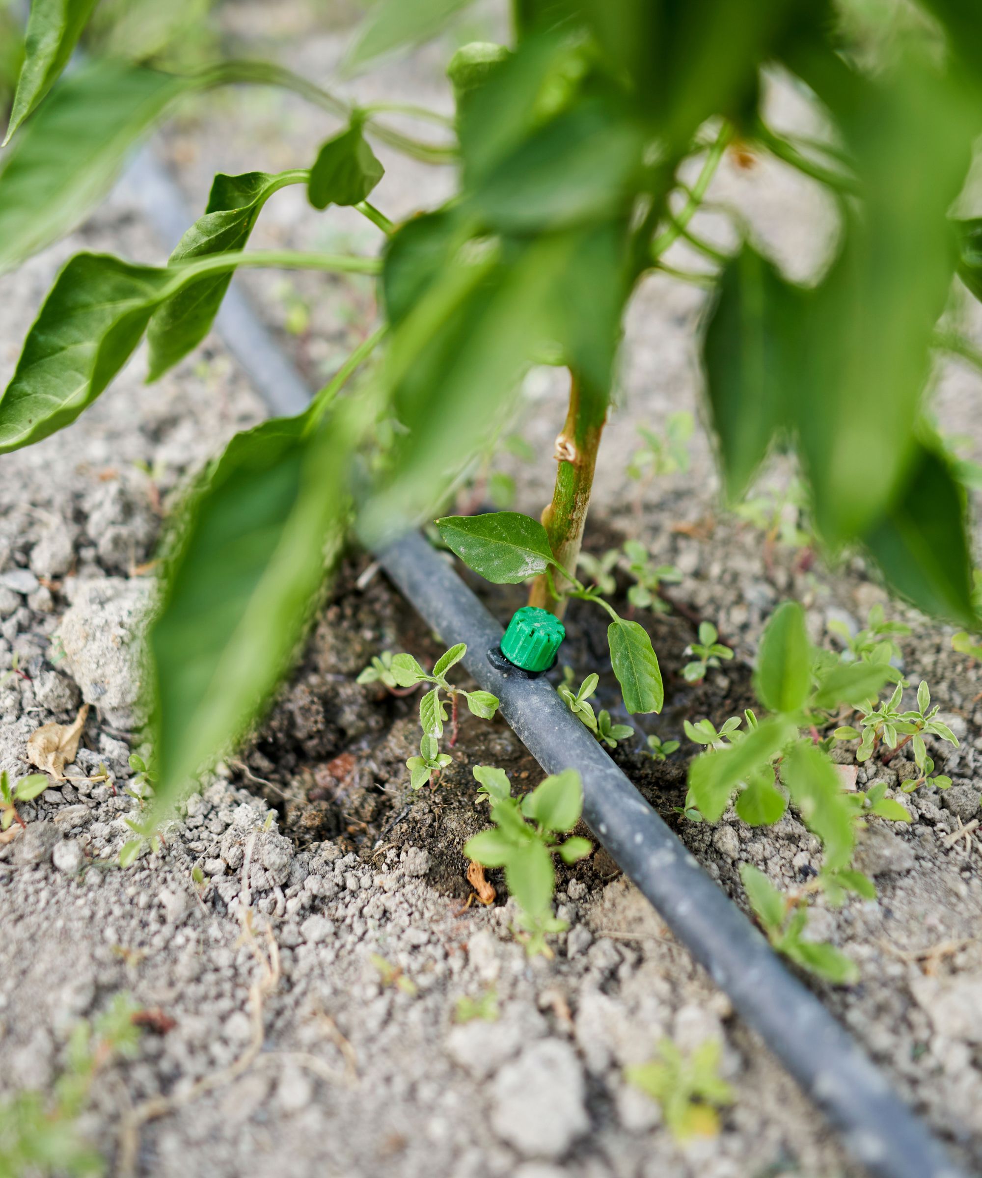 Irrigation system in gravel garden