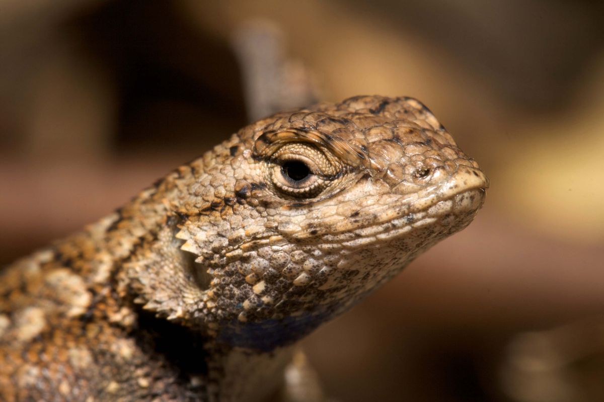 Western fence lizard