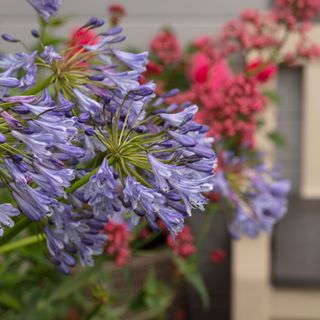 Close up of violet agapanthus with pink flowers behind