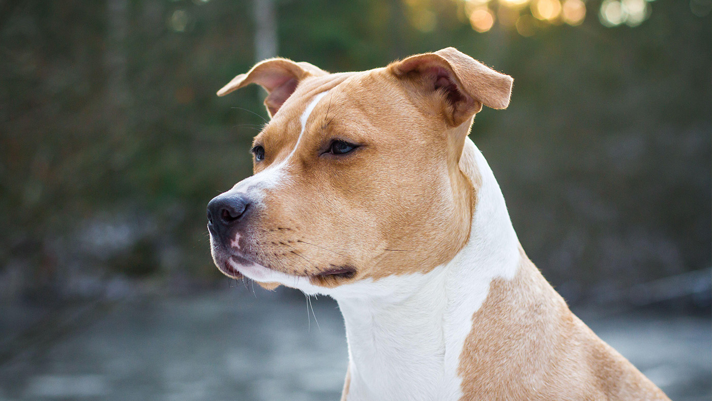 American Staffordshire Terrier portrait