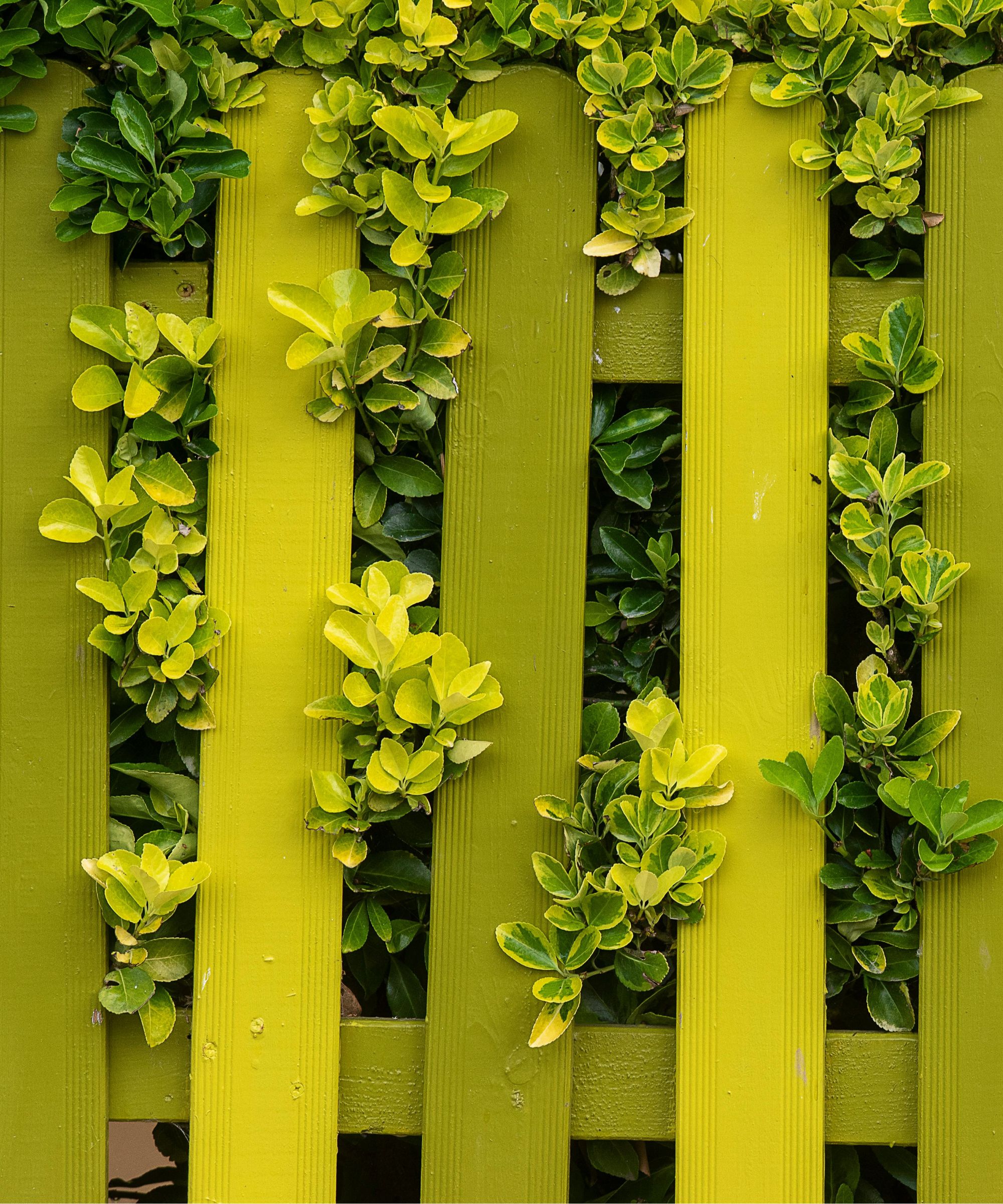 Garden with yellow and olive green fence