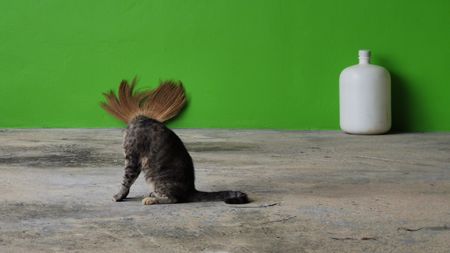 Picture of cat that seems to have a brush for a head, from HUAWEI XMAGE PHOTO EXHIBITION