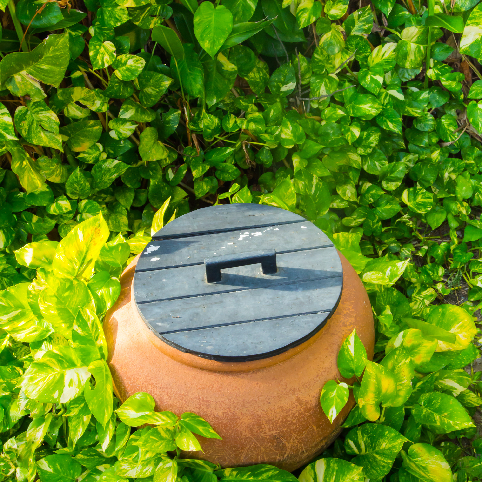 Olla irrigation in a tropical garden.