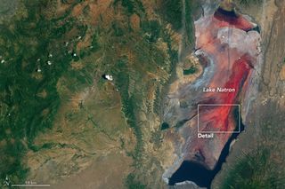 Lake Natron, located in the Rift Valley of Tanzania, spans an area of about 480 square miles (1,250 square kilometers), according to the World Wildlife Fund.