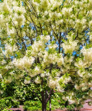 Fringe tree Chionanthus virginicus