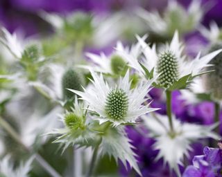 Silver-blue flowers of sea holly Eryngium giganteum