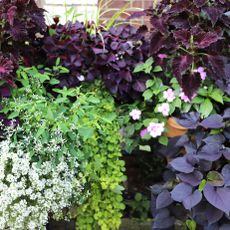 cascading plants creeping Jenny sweet alyssum and sweet potato vine in mixed trailing display