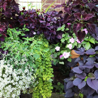 cascading plants creeping Jenny sweet alyssum and sweet potato vine in mixed trailing display