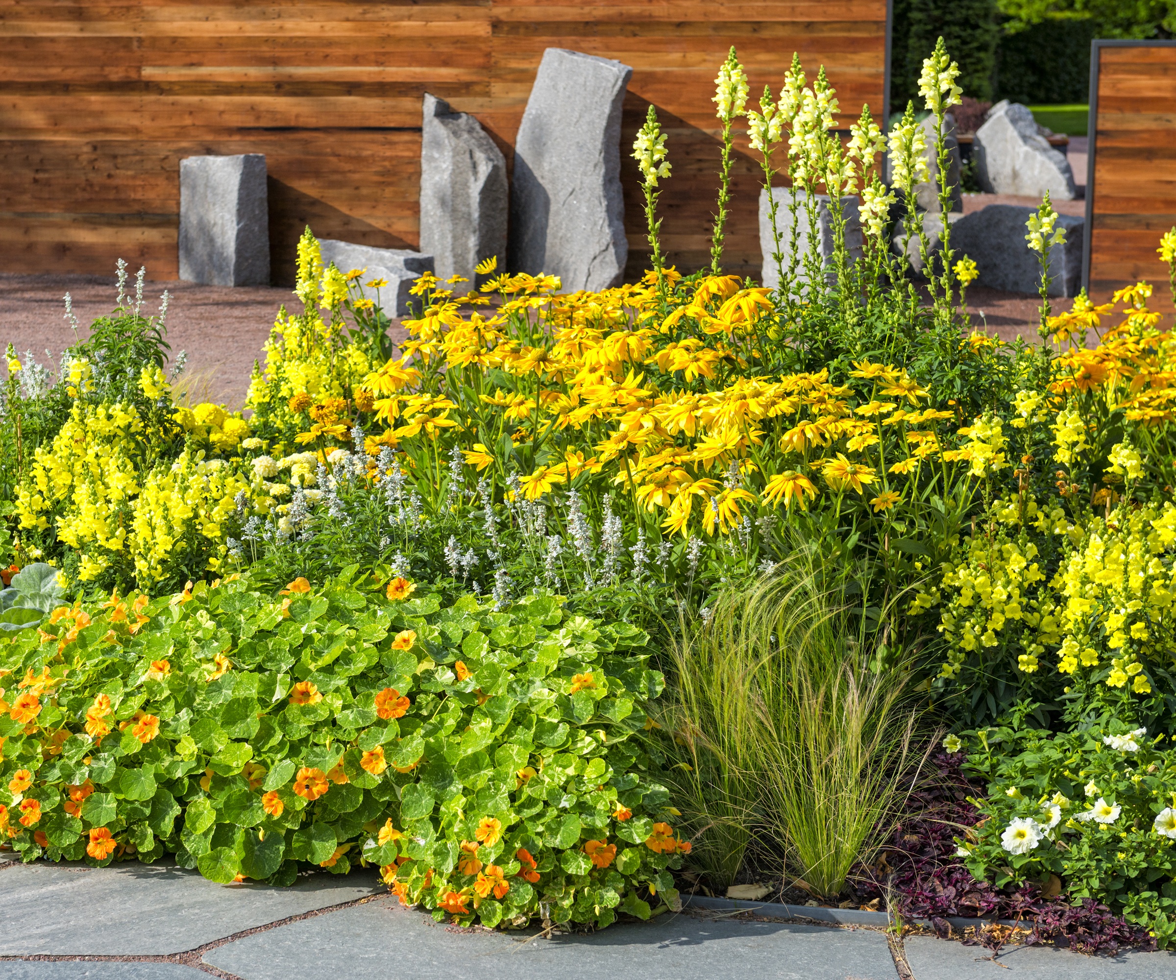 Nasturtium, Rudbeckia, Snapdragon