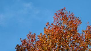 A photo of vibrant Fall foliage juxtaposed with a blue sky, taken on a Vivo X100 Pro