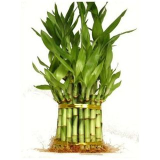 Live Lucky Bamboo For Feng Shui