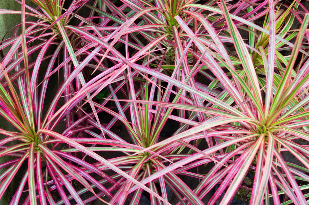 best-air-cleaning-indoor-plants-10-ways-to-keep-a-home-fresh-homes