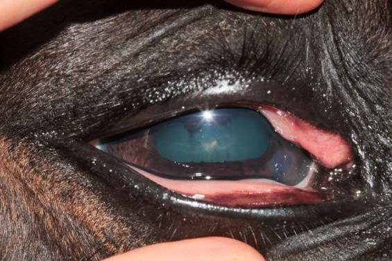 Ulcer