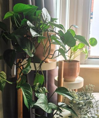 A leafy pothos plant in a terracotta pot, on a white plant stand with a money plant in a pink pot and a treliis plant underneath this