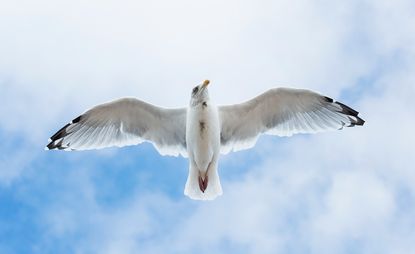奥斯卡·普洛克特摄影-从下面拍摄的海鸥