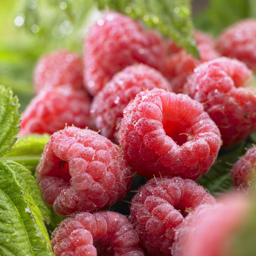 Raspberry - Rubus Idaeus Malling Promise