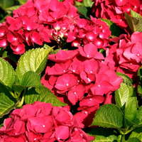 Hydrangea macrophylla 'Teller Red' from Amazon