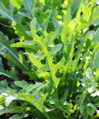 Green arugula (rocket) leaves growing in a garden