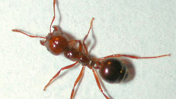 a single fire ant