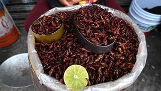 Crickets to eat in Guadalajara